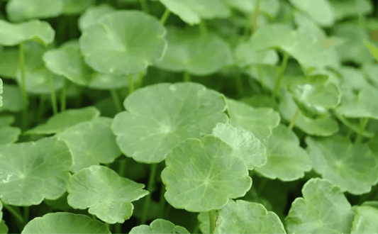 Gotu Kola - Ayurvedapflanze mit Geschichte - Vitalstoffkraft